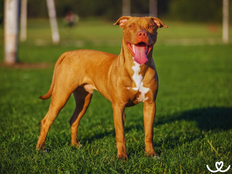 Americky-pitbulterier (8)